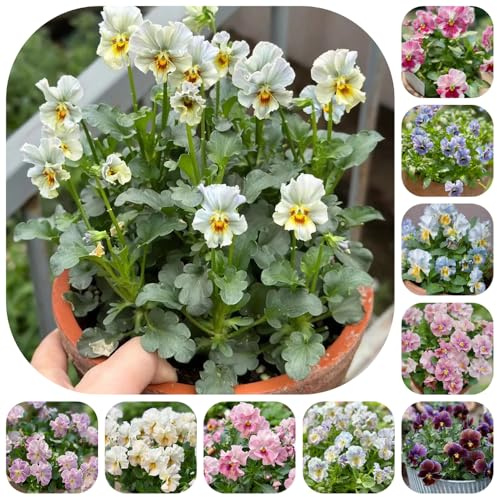 semi di viola del pensiero, resistenti balcone giardino esotiche 125pcs