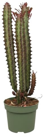 DECOALIVE Cactus Euforbia Rojo para Escritorio, Euphorbia Trigona Rubra Maceta 12 cm, 25 cm, Planta Compacta