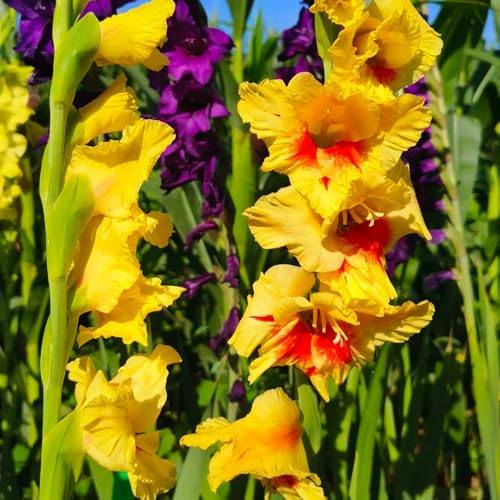 gladiolos de lugares soleados jardín primavera silvestres en el 18bulbos