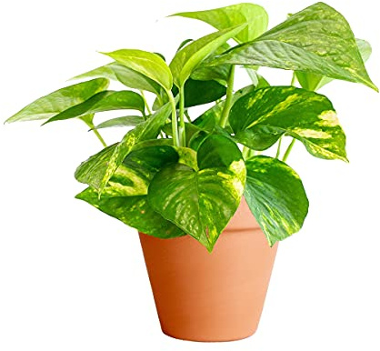 DECOALIVE Potho con Maceta de Cerámica Epipremnum Aureum, Potos o Potus Planta Enredadera Natural