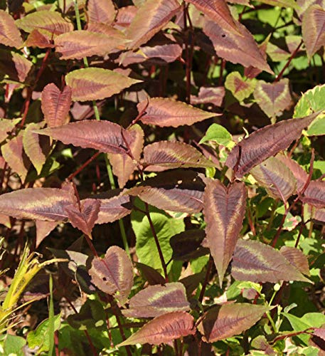 Knöterich Red Dragon - Persicaria microcephala - lebende Gartenpflanze aus den Baumschulen