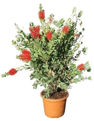 Callistemon - Arbusto Natural de Hojas Verdes para Jardines
