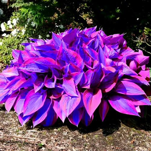 Hosta-Rinverdimento Abbellisci l'ambiente Adatto per decorare il tuo giardino-E-4 Radice