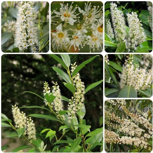 Semi di alloro ciliegio, da balcone resistenti Prunus laurocerasus, per luoghi soleggiati giardino 200pcs