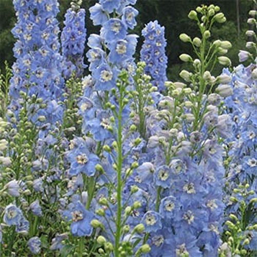 Delphinium/Larkspur - Estate Skies- 50 Semi