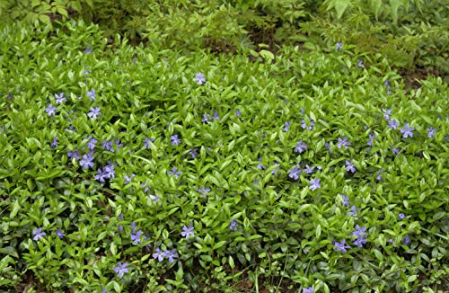 Kleines Immergrün Vinca minor 50 Stück Bodendecker winterhart immergrün | 50 Pflanzen, blühend im Frühjahr, für Beet und Garten, halbschattig bis schattig, unkomplizierte Pflege
