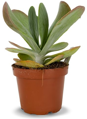 Kalanchoe Thyrsiflora Planta Natural Suculenta Viva en Maceta | Calanchoe Tirsiflora, Oreja de Elefante o Planta Paleta, Ideal para Interior y Exterior, Fácil de Cuidar y Muy Resistente