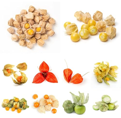 PhysalisSamen, balkonpflanzen winterharte für garten seltene obstbäume kaufen obstgarten obstbaum balkon steingartenpflanzen 60pcs