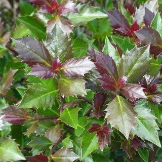 Ilex x meserveae Heckenblau (pbr) ‘Hach1’ / Houx arbustif/Conteneur de 2 à 2.9 litres/Arbuste