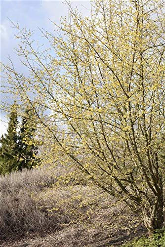 Kornelkirsche Cornus mas 60-80 cm Heckenpflanze winterhart | Bienenweide, essbare Früchte, schnittverträglich, robust, sonnig bis halbschattig, ideal für Hecken und Gärten