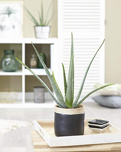 1 x Aloe Vera Barbadensis Miller Lebende Zimmerpflanze Geschenk