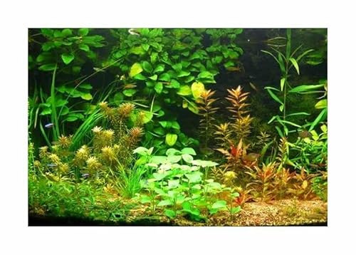 Stk - 30x Aquarium Mix alles Saison massig gemischt Pflanzen - Samen A206 - Seeds & Plants Shop by Ipsa