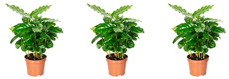 3er-Set Kaffeepflanze - Höhe ca. 20 cm, Topf-Ø 9 cm - Coffea Arabica