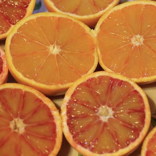 Vivai le Georgiche - Pianta vera di Arancio rosso Tarocco - Citrus x sinensis 'Tarocco' - - diametro vaso Ø 20 cm
