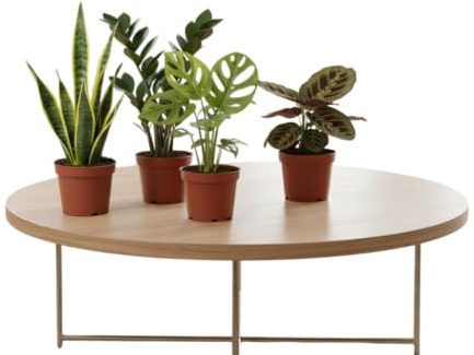 Kit DECOALIVE Esencia Natural: Monstera Adansonii, Sansevieria, Maranta y Zamioculcas Cuatro Plantas Reales para un Ambiente Saludable