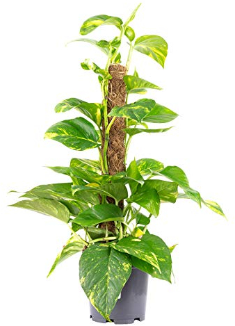 Efeutute am Moosstab - pflegeleichte Zimmerpflanze, Epipremnum aureum - Höhe ca. 50 cm, Topf-Ø 15 cm