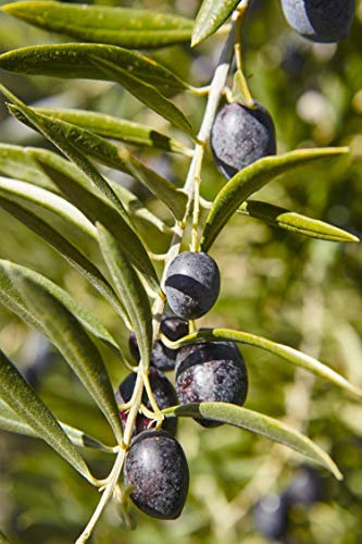 Pianta di Ulivo Albero di Olivo varietà Pasola o Pasola di Andria Età 2 anni Pianta da esterno di Ulivo o Olea Europea Pianta vera da mangiare di Ulivo o Olivo venduta da eGarden.store