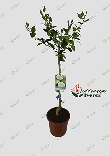 Arbol de Lima en maceta. Altura 1 m. aprox. Planta Lima bears Frutal árbol