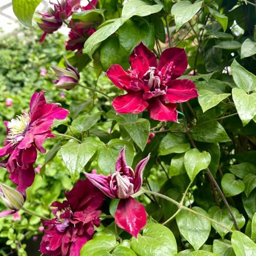 clematissamen - balkongewächshäuser clematis florida - seltene garten gastgeschenk balkonpflanzen gartendeko für draußen 65pcs