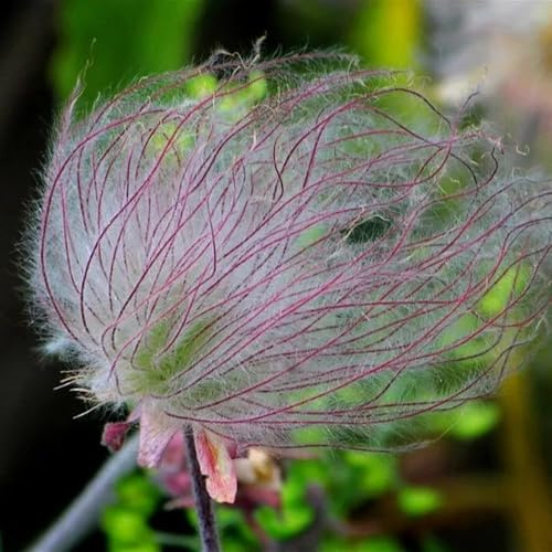 prairie smoke seltene, deko wohnzimmer prairie smoke herbstblumen winterhart mehrjährig, kräutersamen hochbeet bio 150samen