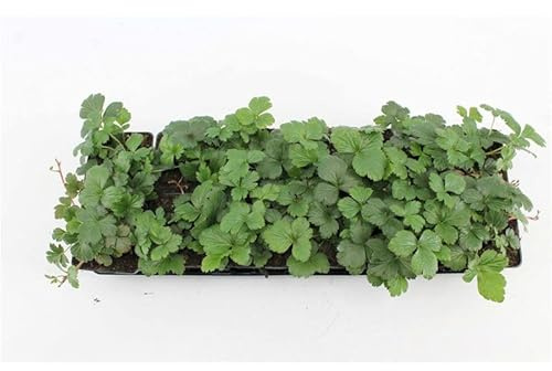 Dreiblättrige Waldsteinie Waldsteinia ternata 50 Stück winterhart immergrün | 50 Stück, pflegeleicht, halbschattig, ideal für Böschungen und Flächen, gelbe Blüten, robust, dichter Wuchs