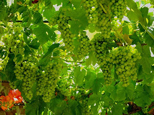 Vigne Chasselas Doré C3L