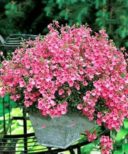 Vision4ever 100 Seeds Twinspur - Pink Queen - diascia barberae Hanging Baskets Flower Useful for Garden and Outdoor