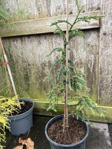 Sequoia sempervirens - Coast Redwood 'Cantab' Tree 60/80cm (5L) (Like Prostrata)