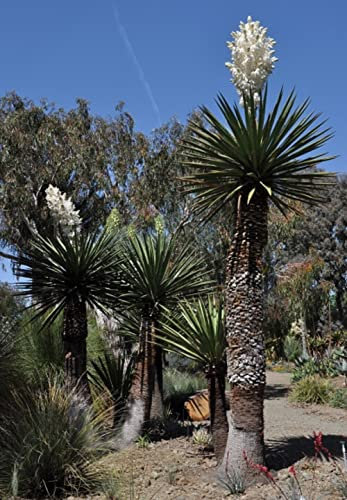 Yucca Carnerosana Giant Spanish Dagger 5 fresh seeds