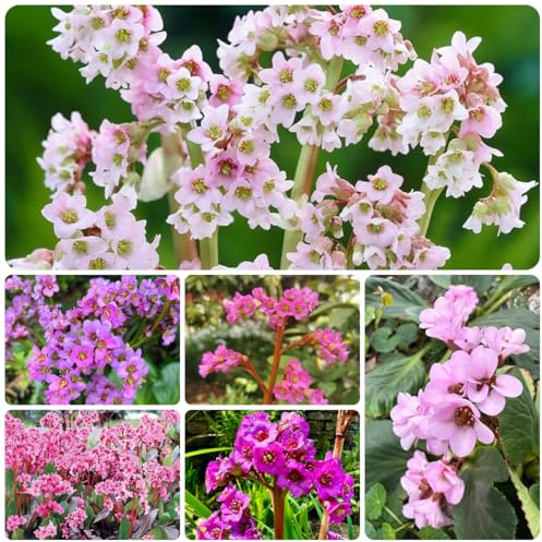 semi di bergenia cordifolia di perenni resistenti di bergenia ornamentali, decorazione, luoghi soleggiati, ombra 350pcs