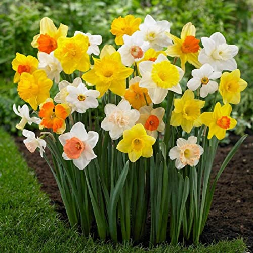 50 Großblumige gemischte Narzissen Blumenzwiebeln höchste Keimrate