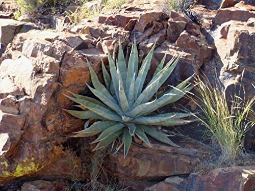 Agave Chrysantha 15 Semi