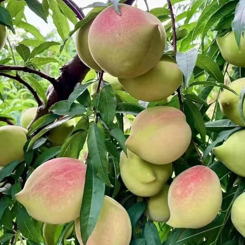 pfirsichbaum winterhart - balkonpflanzen garten bio exotische seltene outdoor 8samen