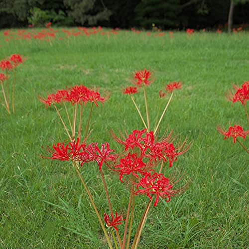 Lirio araña - Lycoris radiata Parterres elevados 3bulbos