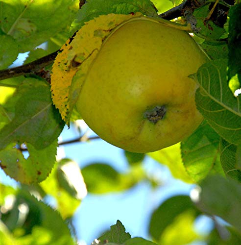 Apfelbaum Goldrenette von Blenheim 60-80cm - knackig und großzellig - lebende Gartenpflanze aus den Baumschulen