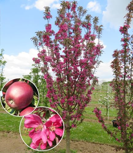 BALDUR Garten 1x Säulen-Apfel 'Tigawa®', Pflanze im 3 Liter-Topf | für kleine Gärten, Balkone & Terrassen, reichtragende Spitzensorte, rotfleischige, saftige, gut haltbare Äpfel