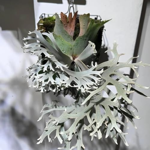 semi - felci resistenti per il giardino giardino tappezzanti semi di felce felci resistenti per, coltivazione, balcone perenni 350pcs