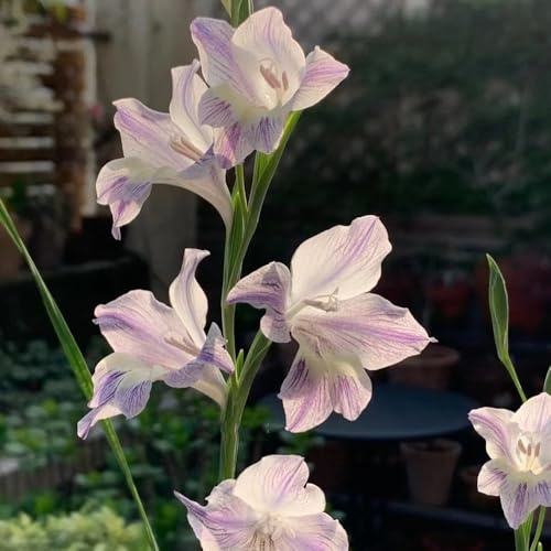 gladiolen winterhart - für balkon gartenblumen stauden deko für draußen mehrjährig 15zwiebeln