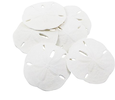 Nautical Crush Trading Sand Dollar | Real Sand Dollars 2 1/2 To 3 (Set Of 6) | Sand Dollar Shells Plus Free Nautical Ebook By Joseph Rains
