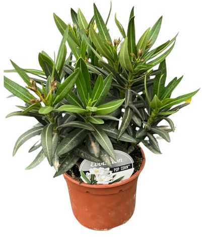 1 PIANTA DI OLEANDRO EVOLUTION POPCORN BIANCO VASO 14CM