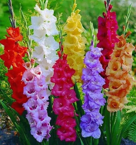 50 X Gladioli Misti - Gladiolus Mix - Bulbi Di Alta Qualità (50)