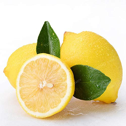 graines de citron pour un beau jardin paquet de 100 graines