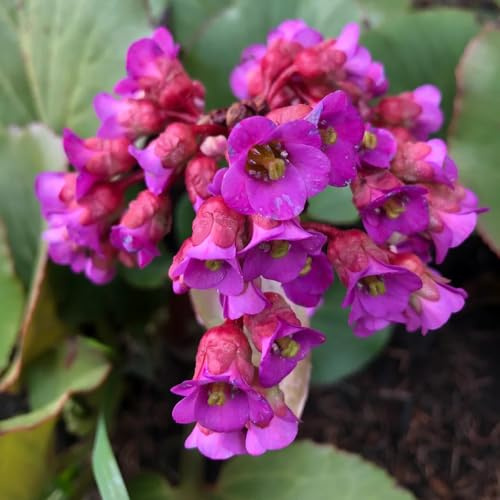 semi di bergenia da giardino, esotiche resistenti di bergenia balcone, selvatici balcone resistenti per giardino, decorativi 500pcs