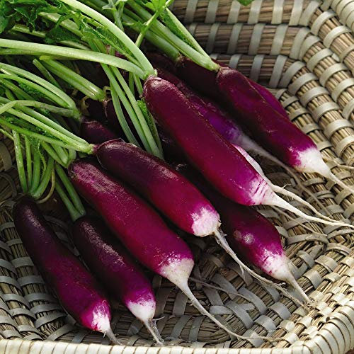 Radish ‘Felicia’, Raphanus Sativus, 1 Packet of 400 Seeds by Thompson and Morgan