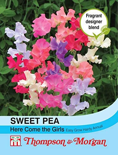 Thompson & Morgan - Flower - Sweet Pea Here Come The Girls - 20 Seeds