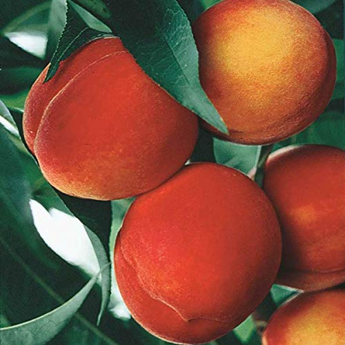 Belle of Georgia Peach Fruit Tree, Live Bare Root Tree, One of The Most Popular Peach Trees! Includes 1 Tree per Order. Due to regulations Can't Ship to CA, CO, ID, MT, OR, or WA