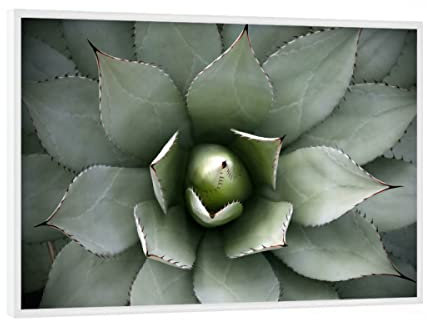artboxONE Poster mit weißem Rahmen 18x13 cm Natur Agavenherz hellgrün - Bild Agave Agave Blatt