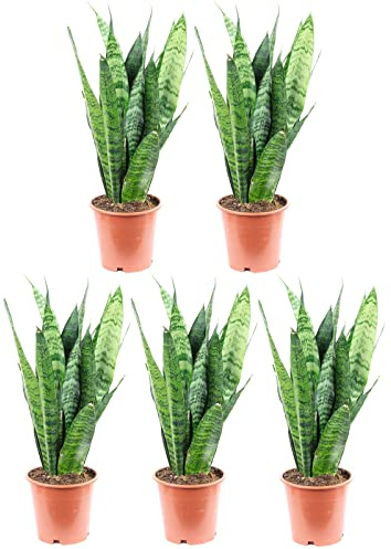 5er-Set Bogenhanf - echte Zimmerpflanze, Sansevieria trifasciata Black Coral - Höhe ca. 35 cm, Topf-Ø 12 cm