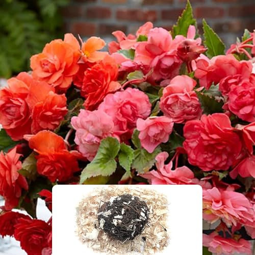 1 Begonia Odorosa Sweet Pink – Fragrant Double Blooms Perfect for Hanging Baskets & Containers – Summer-Flowering Bulbs, Ready to Plant – Ideal for UK Garden Conditions