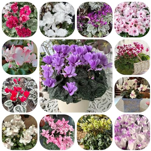 semi di ciclamino per luoghi soleggiati ciclamino resistente all'esterno da balcone perenni resistenti 200pcs